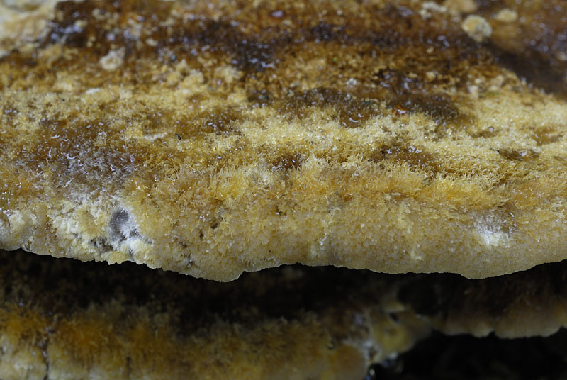 Inonotus cuticularis